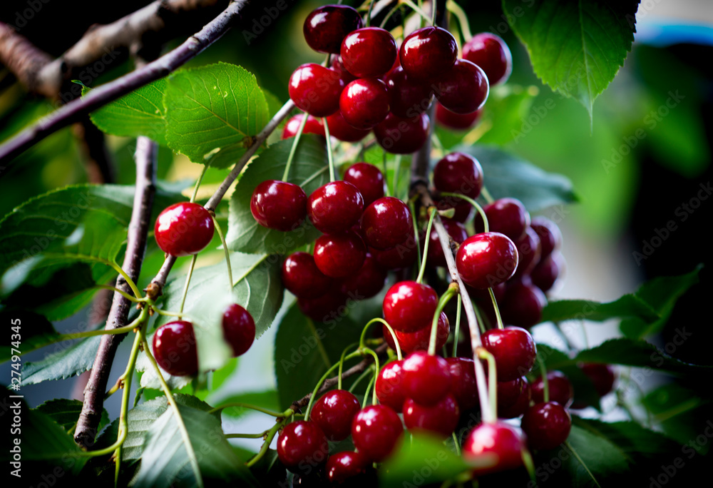 Sour cherries on orchard tree Sour cherries on orchard tree