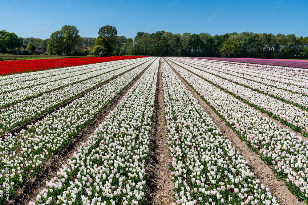 Tulip Fields in the Countrysides of Amsterdam with a water canal