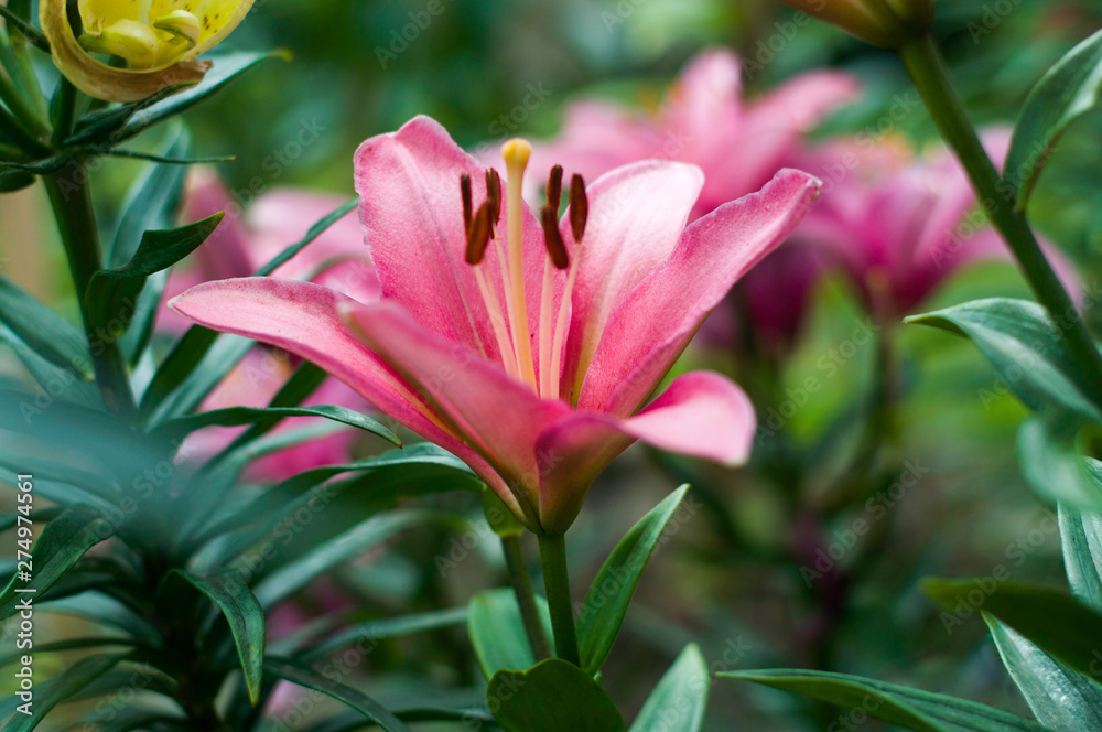 Big, link, lily flowers in garden. Big, link, lily flowers in garden.