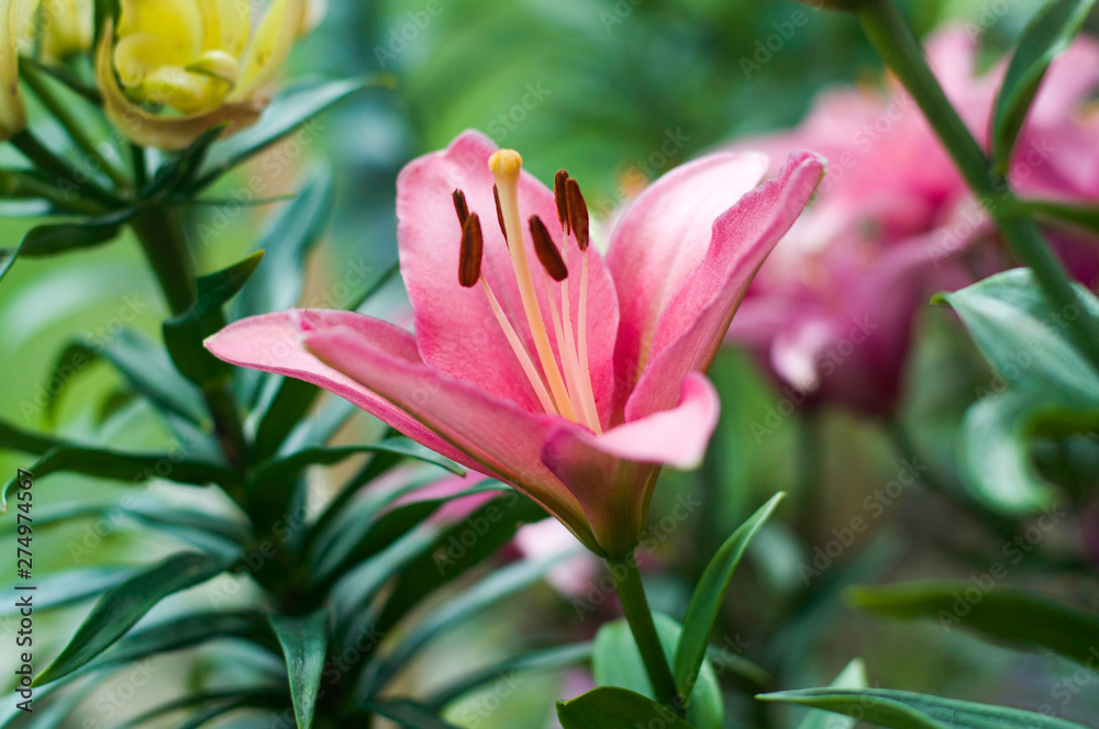 Big, link, lily flowers in garden. Big, link, lily flowers in garden.