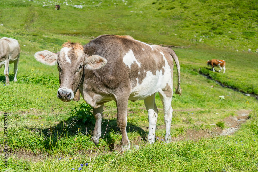 Fototapeta premium Kuh auf der Alm