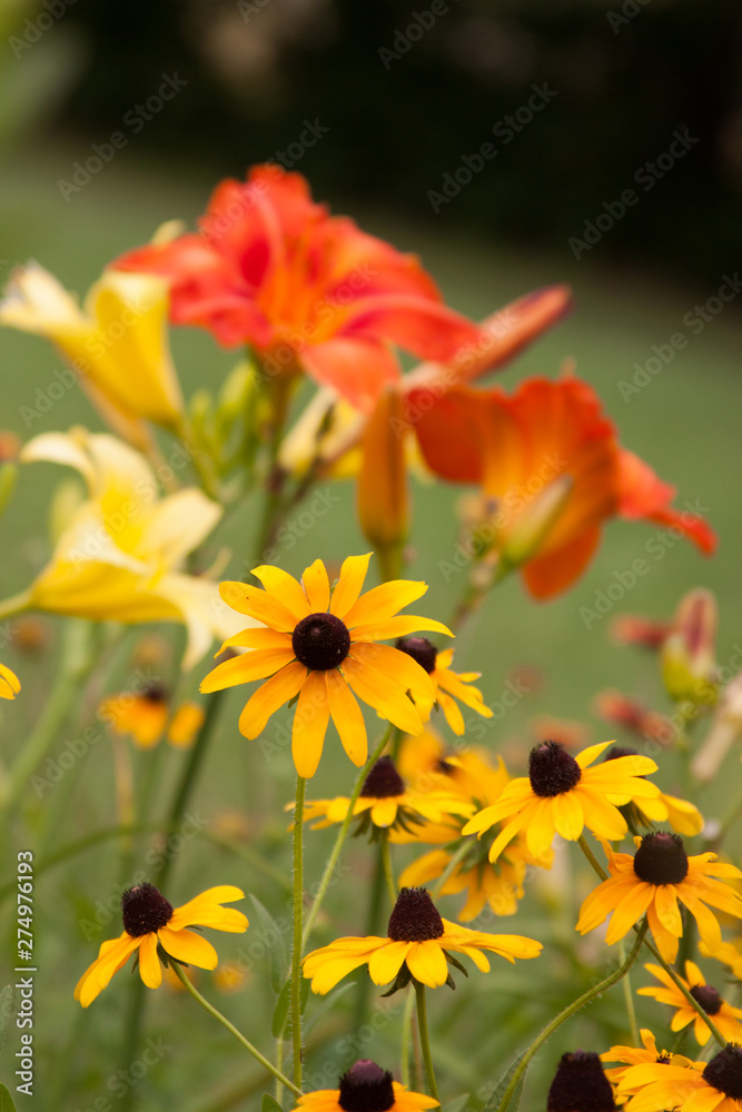 rudbeckia daylilies rudbeckia daylilies