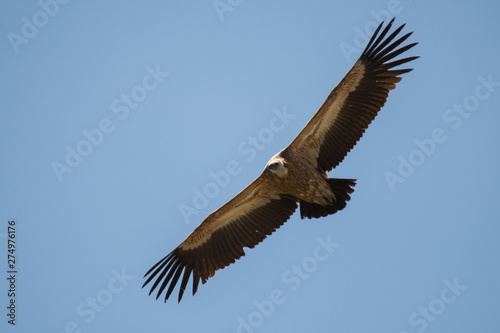 Stunning bird photo. Griffon vulture (Gyps fulvus). Flying bird on the blue sky
