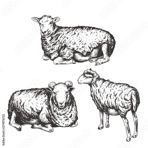 Sheeps vector illustration.
