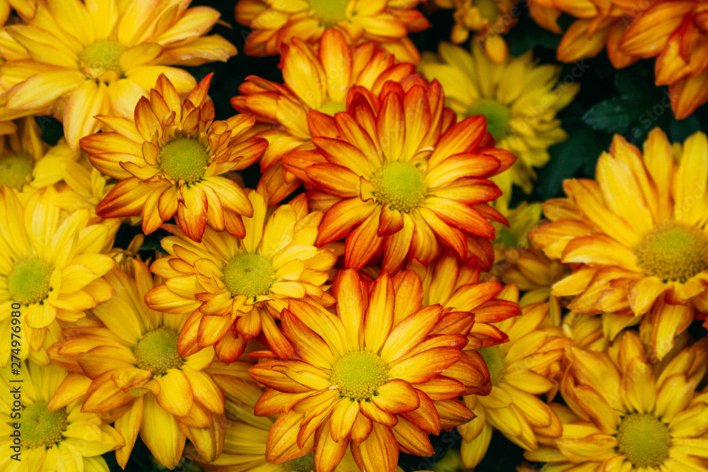 background with flowers background with flowers