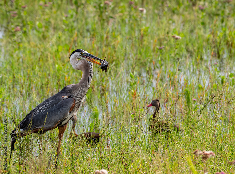 Great blue heron catches a fish for breakfast