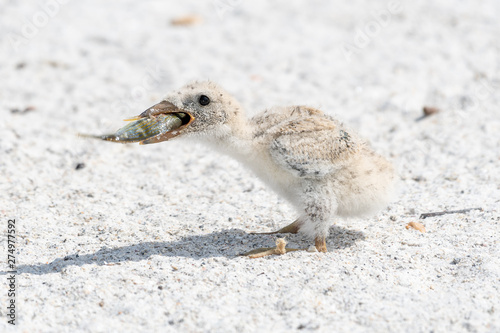 Black skimmer chick eating a fish