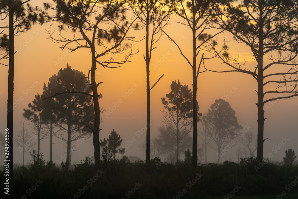 Sunrise sky on a foggy morning with a silhouette of trees on the Florida plains Sunrise sky on a foggy morning with a silhouette of trees on the Florida plains