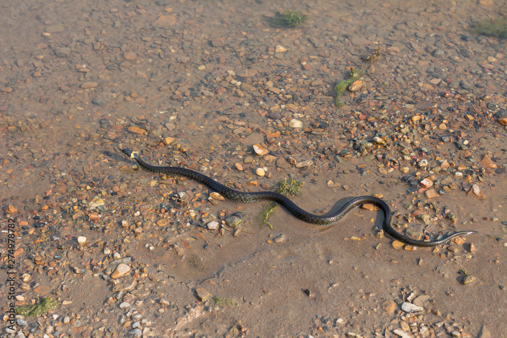Grass snake, European non-poisonous snake in natural habitat Grass snake, European non-poisonous snake in natural habitat