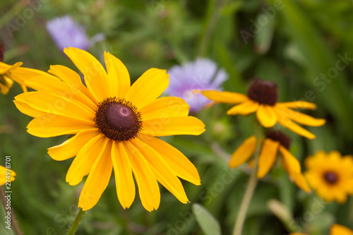 rudbeckia stokesia