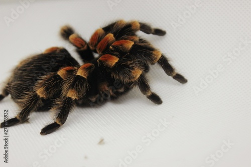 spider on white background