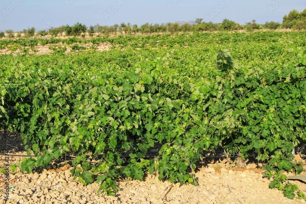 Landscape of vineyards in Jumilla, Murcia province