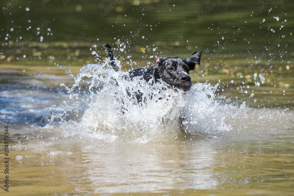 Big splash by young german mastiff in water lake Big splash by young german mastiff in water lake