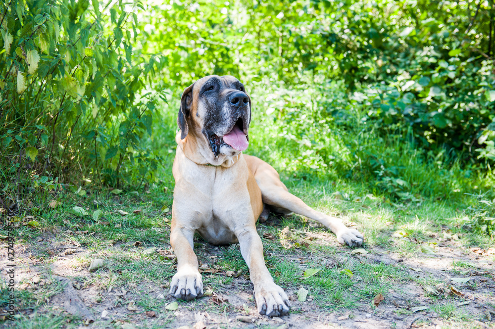 Huge german mastiff male dog sitting on grass watching beside the camera Huge german mastiff male dog sitting on grass watching beside the camera