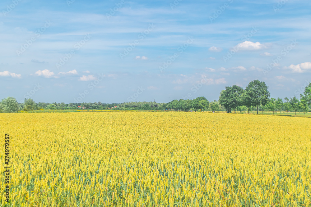Fototapeta premium Wheat growin in Dutch landscape