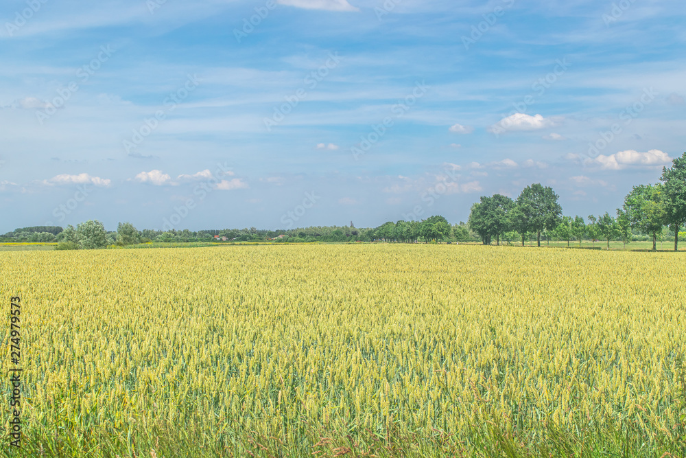 Wheat growin in Dutch landscape