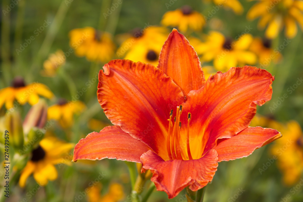 Fototapeta premium orange daylily and rudbeckia