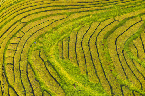Plantações de Chã nos Açores