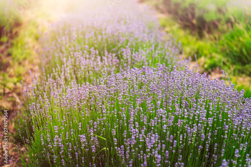 Field of organic lavender flowers , summer concept, farm which produces lavender oil