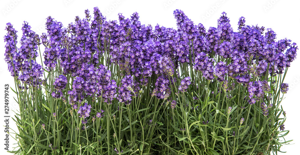 Fototapeta premium Lavender flowers Floral border white background