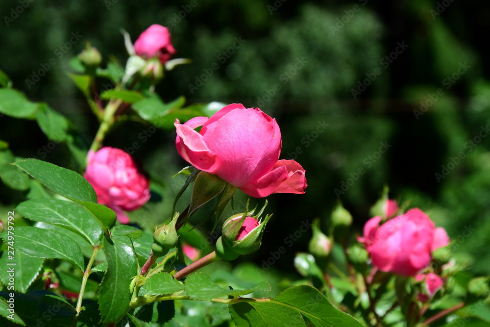Rosen - Heckenrose - Blüten und Knospen