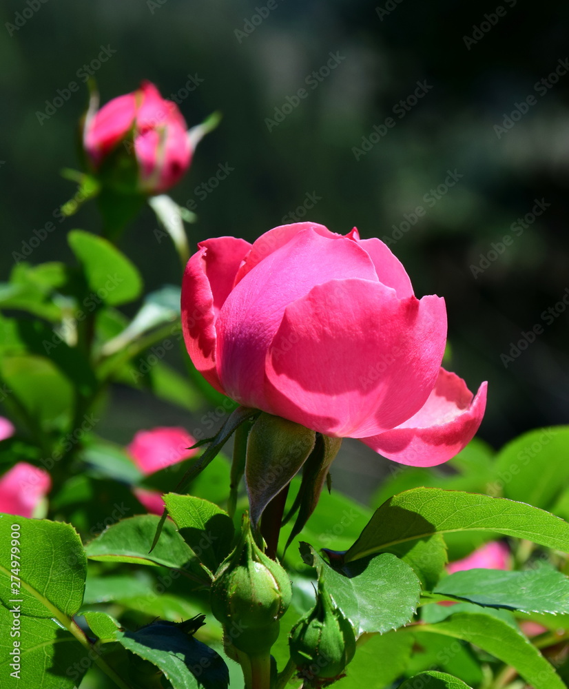 Rosen - Heckenrose - Blüten und Knospen Rosen - Heckenrose - Blüten und Knospen