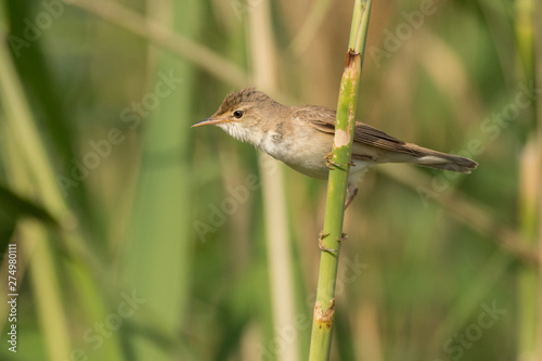 Stunning bird photo. Eurasian reed warbler / Acrocephalus scirpaceus photo
