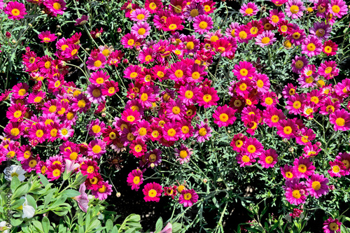 Red aster for sale