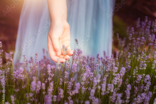 Girl in the field of organic lavender flowers , summer concept, farm which produces lavender oil