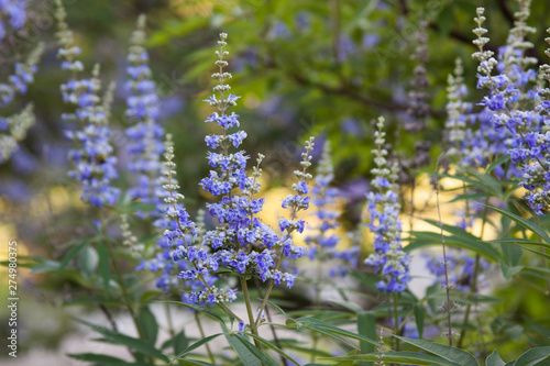 Fototapeta Naklejka Na Ścianę i Meble -  chaste tree vitex 