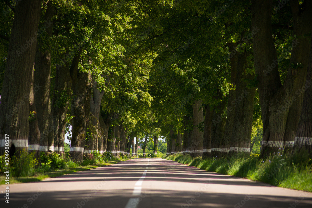 A scenic road between old trees in Europe, green corridor, Region Kaliningrad, Russia