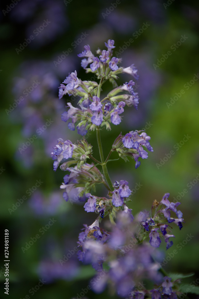 purple flowers in the garden purple flowers in the garden