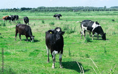 Fototapeta Naklejka Na Ścianę i Meble -  Typical Scene of cows standing meadow