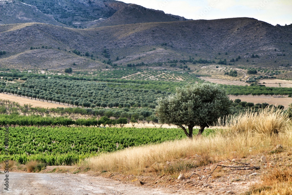 Fototapeta premium Landscape of vineyards in Jumilla, Murcia province