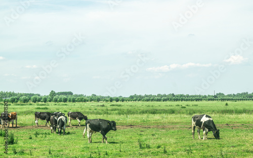 Typical Scene of cows standing meadow © Daniel Doorakkers