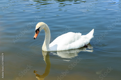 white swan swims in a pond