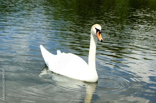 swan is swimming in the pond