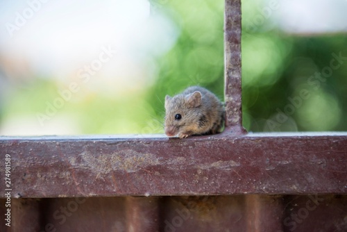 mouse animal close up 