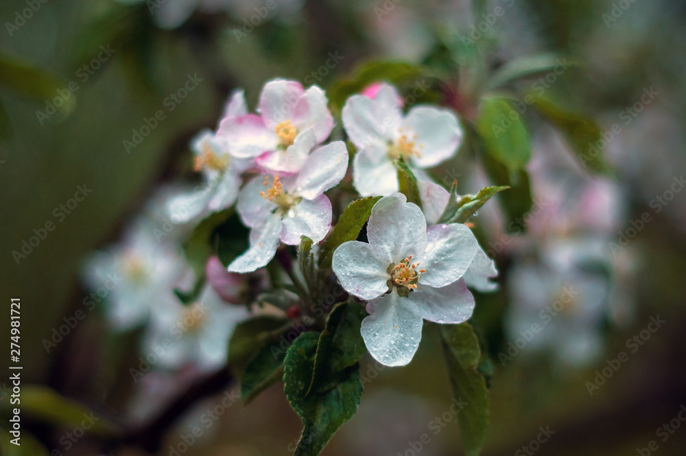 The beautiful Apple tree blooms. Spring flowers. Close-up of white and pink flowers branch with nature background in the park.