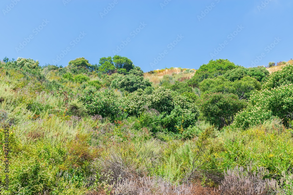 landscape with trees and blue sky on summer day