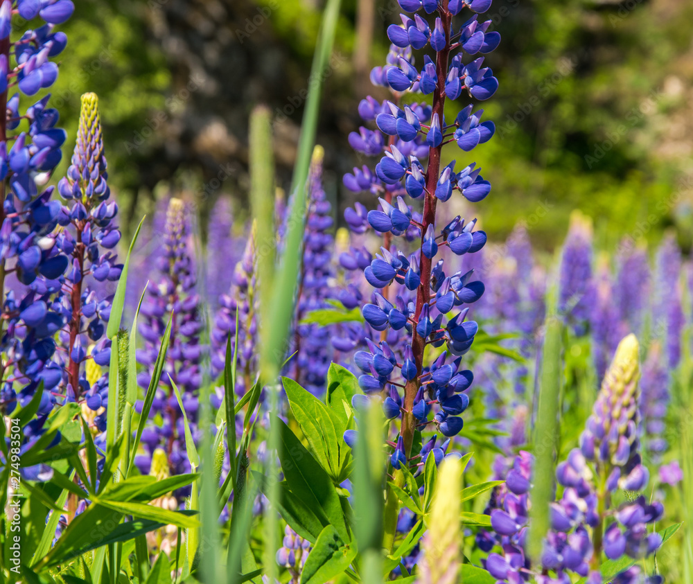 Obraz premium Lupinus, lupin, lupine field with pink purple and blue flowers.