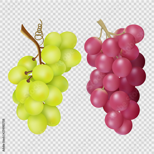 Realistic grapes isolated on transparent background. Vector bunches of red and white grapes. Illustration of grape food, juicy red and white harvest