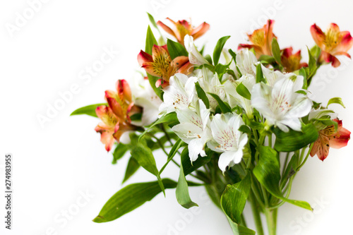 Beautiful flowers Alstroemeria white red maroon