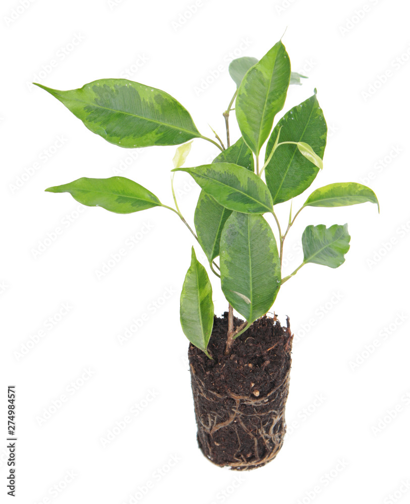 Ficus benjamina (Benjamin or Weeping fig) plant. Stalk with green foliage isolated on white background. Cultivar with variegated leaves Ficus benjamina (Benjamin or Weeping fig) plant. Stalk with green foliage isolated on white background. Cultivar with variegated leaves
