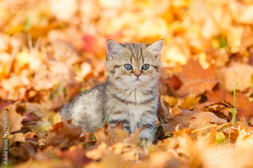 hübsche kleine Rassekatze British Kurzhaar Kätzchen im strahlenden goldenen Herbstlaub, Stubentiger in freier Wildbahn, goldenes Kätzchen