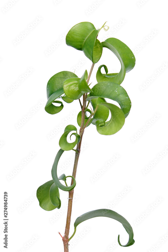Ficus benjamina (Benjamin or Weeping fig) plant. Stalk with green foliage isolated on white background. Cultivar with curly leaves Ficus benjamina (Benjamin or Weeping fig) plant. Stalk with green foliage isolated on white background. Cultivar with curly leaves