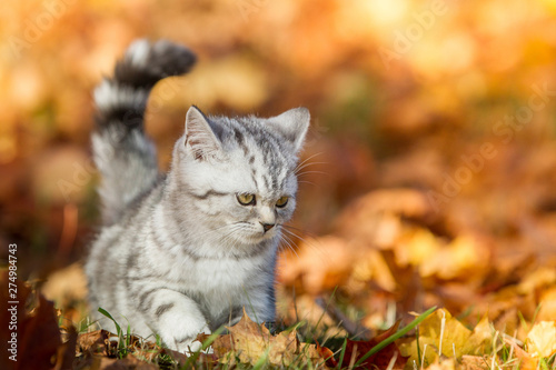 Katze Rassekatzen British Kurzhaar Kätzchen tapst durch das Herbstlaub