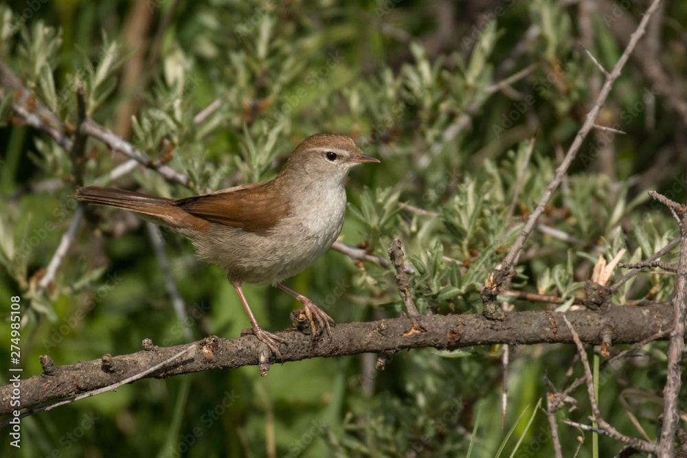 Obraz premium Stunning bird photo. Cetti's warbler / Cettia cetti