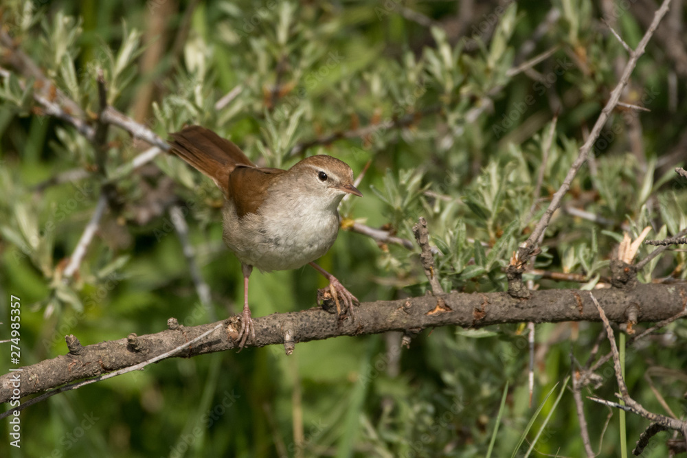 Stunning bird photo. Cetti's warbler / Cettia cetti Stunning bird photo. Cetti's warbler / Cettia cetti