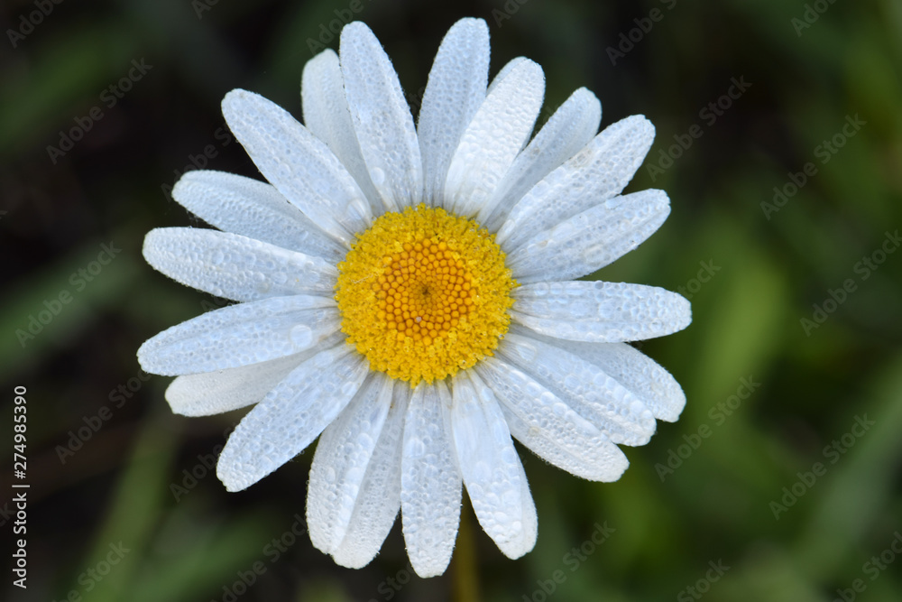Obraz premium Daisy Mandala 02